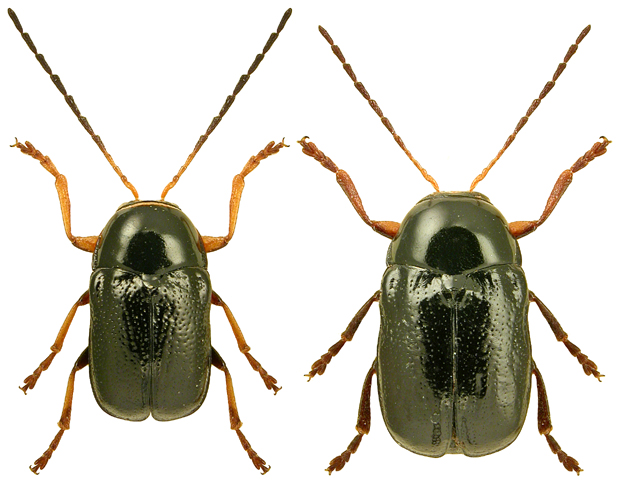 Cryptocephalus signatifrons